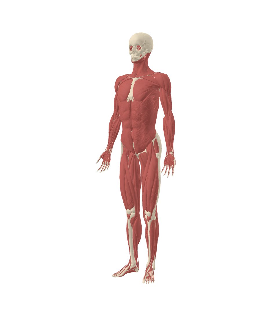Мышцы и скелет человека на модели BodyParts3D