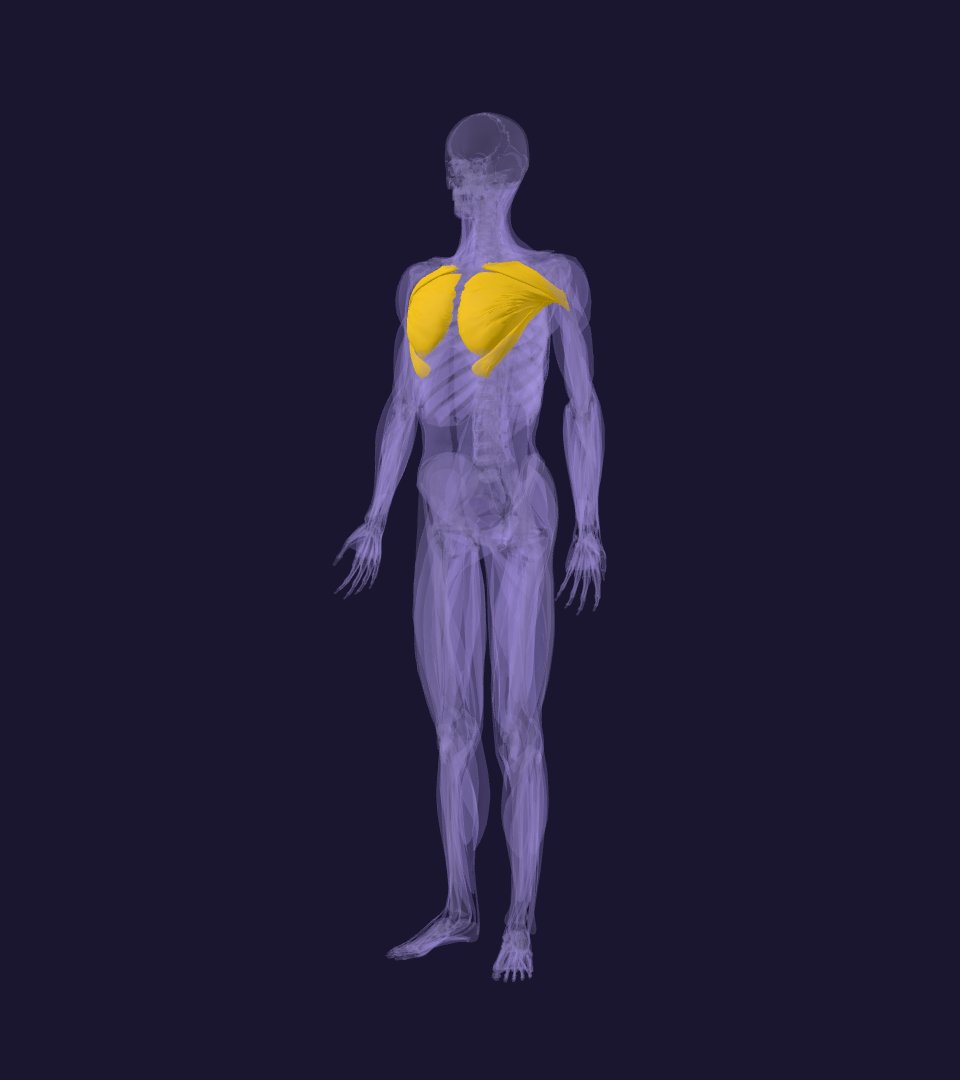 Мышцы и скелет человека на модели BodyParts3D